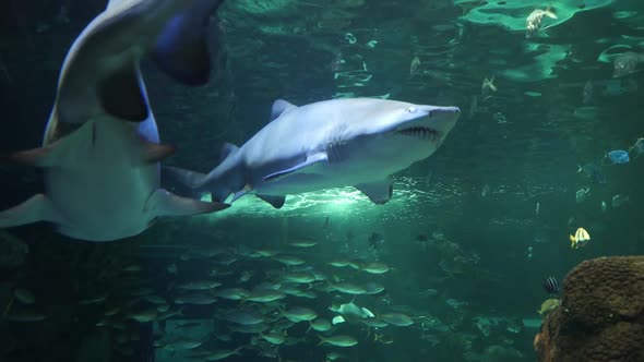 A blacktip reef shark swims slowly among schools of other fish near a coral reef