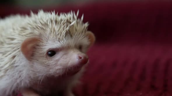 Hedgehog -albinos, an exotic animal of the house