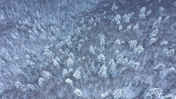 Mountains Hill In The Winter With Snow Covered Trees 