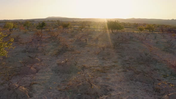 Small Trees Growing on a Field