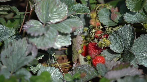 Close Up of Ripe Strawberries