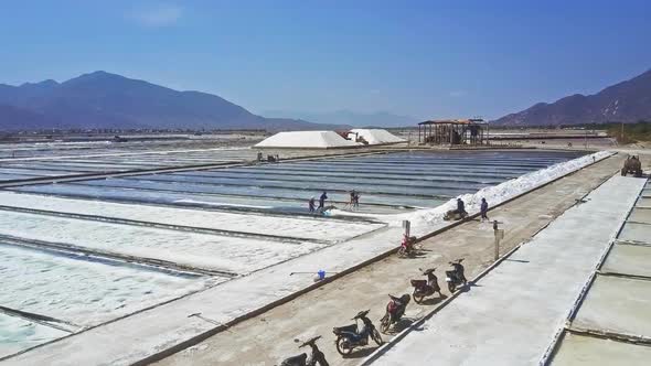 Workers Gather Salt From Fields with Wide Shovels