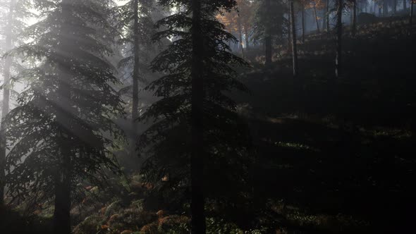 Calm Moody Forest in Misty Fog in the Morning