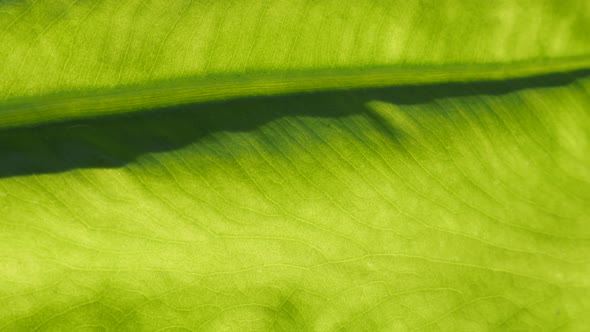 Alocasia odora leaf texture details 4K 2160p 30fps UltraHD footage - Bright green giant upright elep