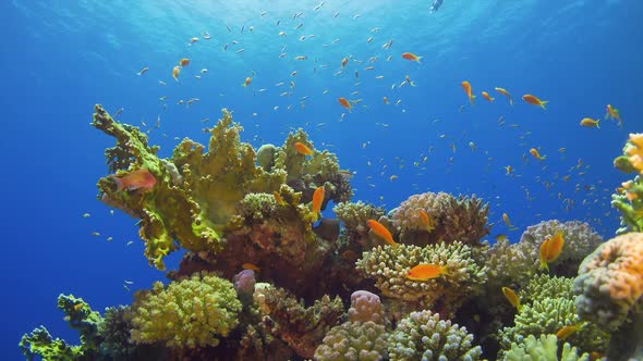 Tropical Fish on Vibrant Coral Reef