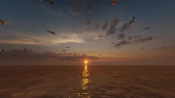 Birds Sunset Over Sea