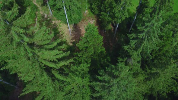 4K Over a bright green and healthy forest in the mountains with looking top down