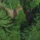 4K Over a bright green and healthy forest in the mountains with looking top down - VideoHive Item for Sale