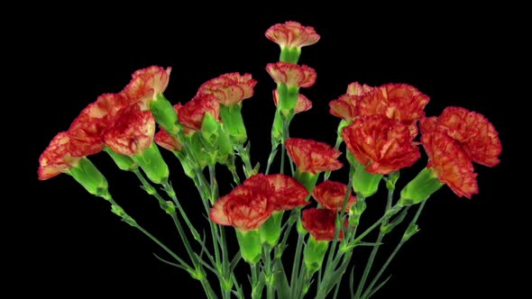 Time-lapse of growing red Dianthus flower