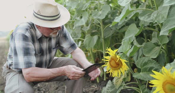Senior Farmer Examining the Sunflower in a Field and Using Tablet