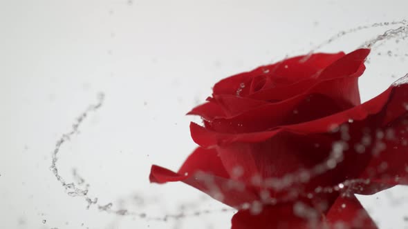 Red rose spinning and creating water splash. Slow Motion.