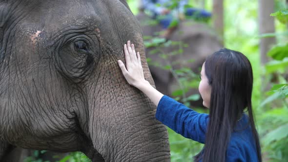 Woman Touching Elephant