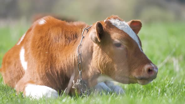 Young Calf Resting on Green Pasture Grass on Summer Day