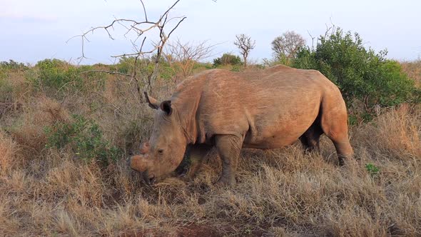 Dehorned White Rhino eats roadside grasses on Thanda Private Reserve