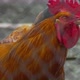 Hen In Farm 6 - VideoHive Item for Sale