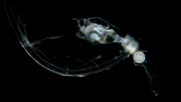 Under a Microscope, Plankton and Zooplankton, Appendicularia Belong To the Pelagic Tunicata Tunicata