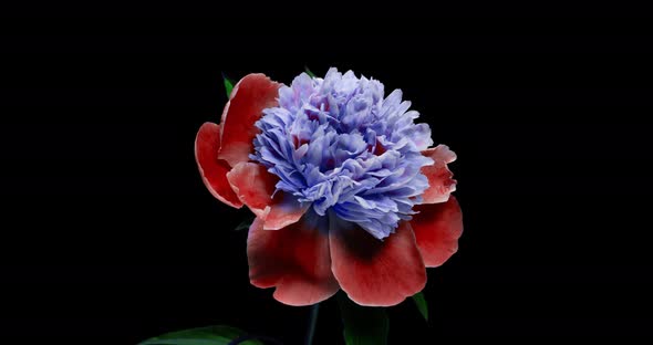 Beautiful Blue Peony Background. Blooming Peony Flower Open, Time Lapse  UHD Video Timelapse