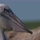 Young Dalmatian Pelican or Pelecanus Crispus in a Wild - VideoHive Item for Sale