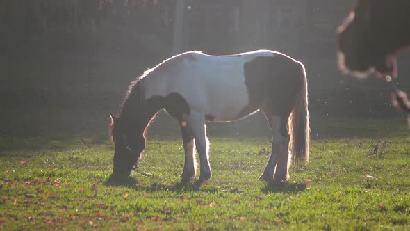 Stallion Eats Grass on a Green Meadow . Slow Motion