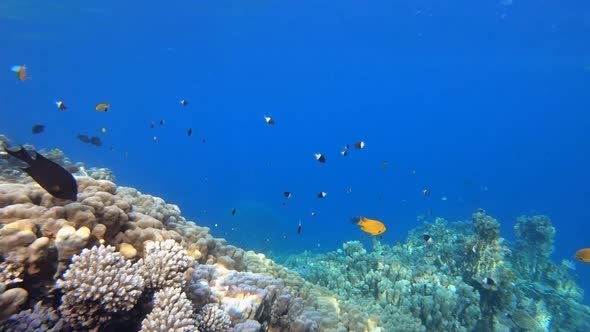 Reef Underwater Marine Scene