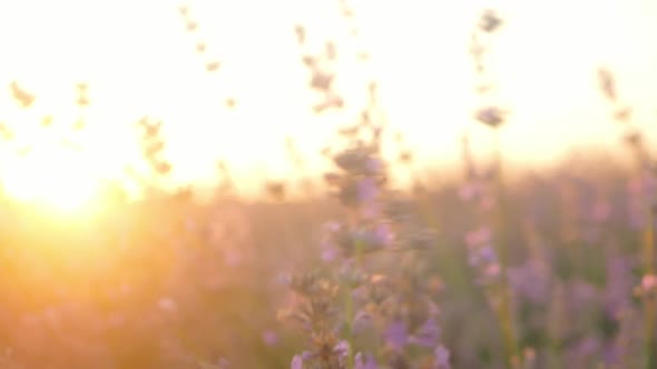 Lavender Field at Sunset