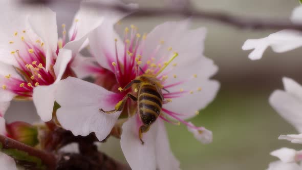 Bee On Flower 77