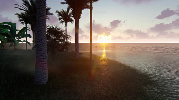 Island And Palm Trees