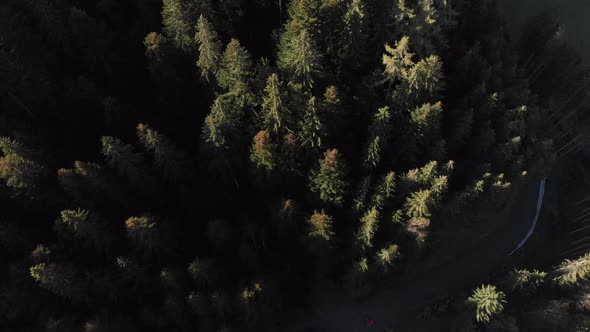 AERIAL: Tilt down drone shot of boreal forest in the alps, daytime