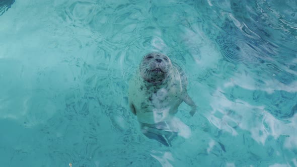 A Young Gray Seal Looks Out of the Water Looks at the Camera