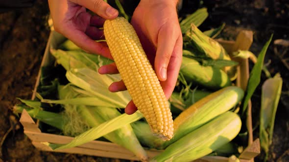 Close Up Unrecognizable of a Young Farmers Male Hands with a Cob of Yellow Ripe Juicy Corn