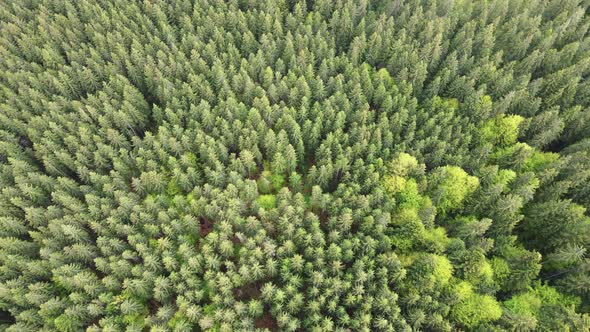 Spruce Forest. Slow Motion. Carpathian Mountains. Ukraine. Aerial.