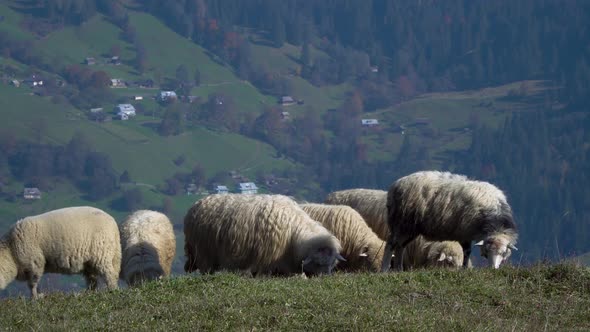 Herd of Sheeps in Foggy Meadows