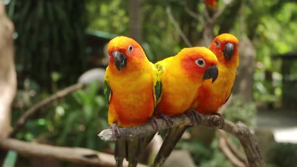 Three beautiful parrots or scientific name Aratinga solstitialis perched on a branch.