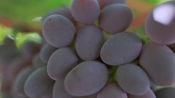Bunches of Black Grapes Close Up