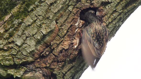 European starling feeding large young at the entrance of its nest in a tree cavity