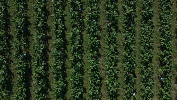 Aerial footage of a commercial banana plantation in Costa Rica. Drone with gimbal facing 90 degrees