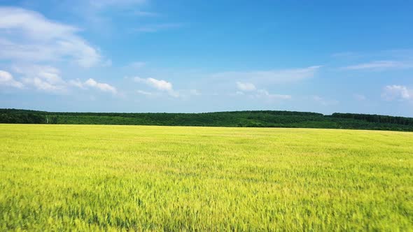 Yellow Large Wheat Field with Beautiful Blue Sky Aerial View