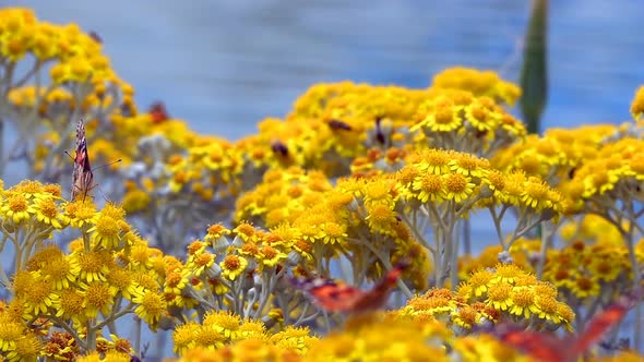 Butterfly Named Vanessa Cardui On Yellow Flowers 11