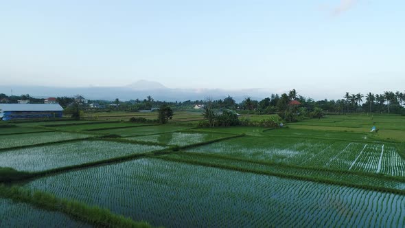 Flight Over Rice Terraces in the Evening