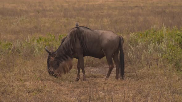 Wildebeest or gnu feeding with a bird on its back. Ngorongoro National Park, Tanzania. Africa 4K
