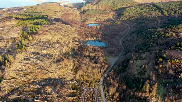 The Reforestation Continues at Bonny Glen in County Donegal  Ireland