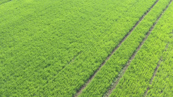 Tracks in green wheat field 4K drone video