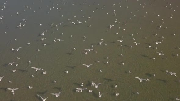 Aerial clip of a flok of seagulls swooping over the Sea of Galilee