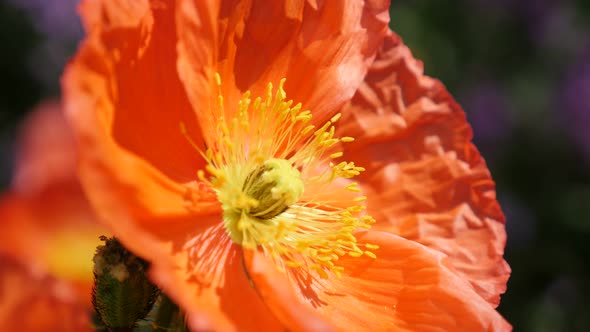 Beautiful orange boreal flowering plant Iceland Poppy in the garden 4K 2160p 30fps UltraHD footage -
