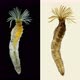 Worm Manayunkia Baicalensis Under a Microscope, of the Family Fabriciidae - VideoHive Item for Sale