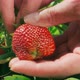 Farmer's hands picking organic strawberries from the bush close-up - VideoHive Item for Sale