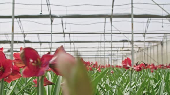 Amaryllis plants inside a large nethouse