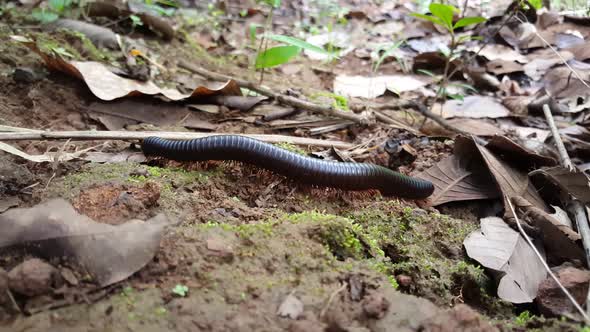 Desert Millipede around Kambadaga Falls