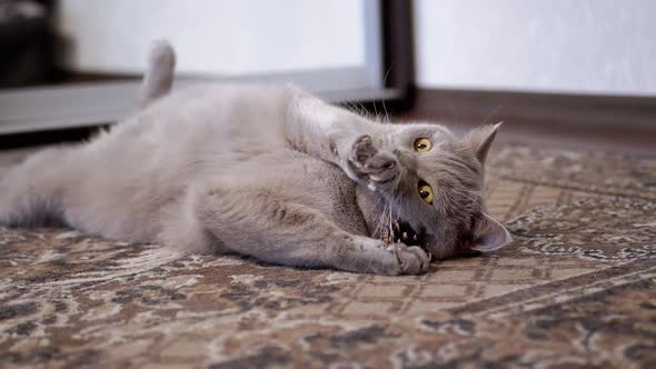 Gray Domestic British Cat Playing on a Carpet with a Pine Cone