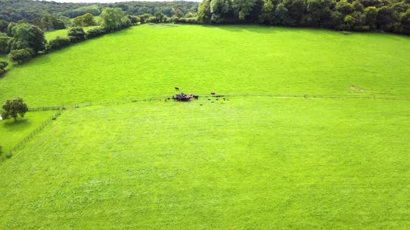 Aerial footage of cows in a bright green field